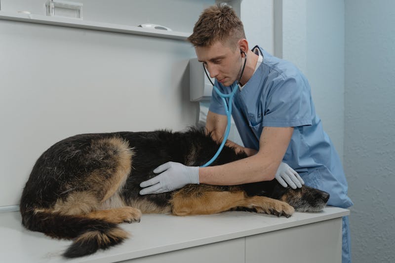 Consulta Veterinaria Geral